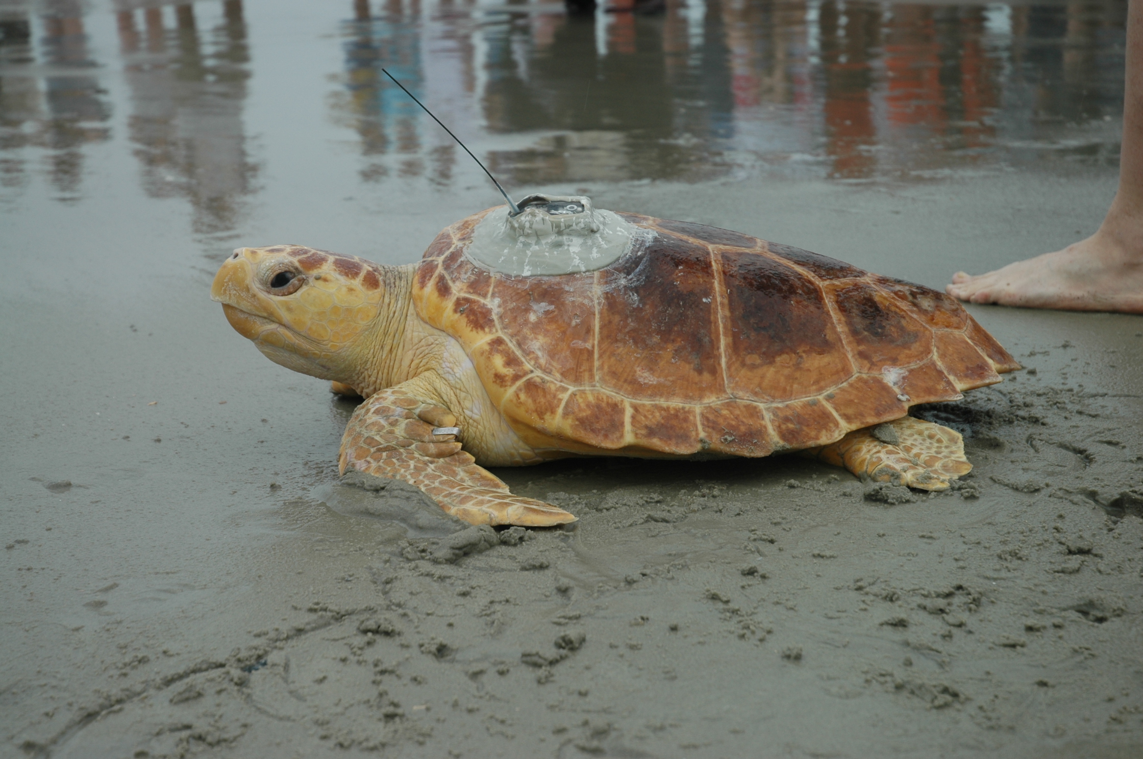 schildpadden en strand | Savannah